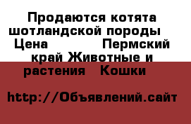 Продаются котята шотландской породы  › Цена ­ 3 500 - Пермский край Животные и растения » Кошки   